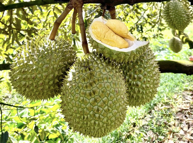 sầu riêng - Ảnh 1.