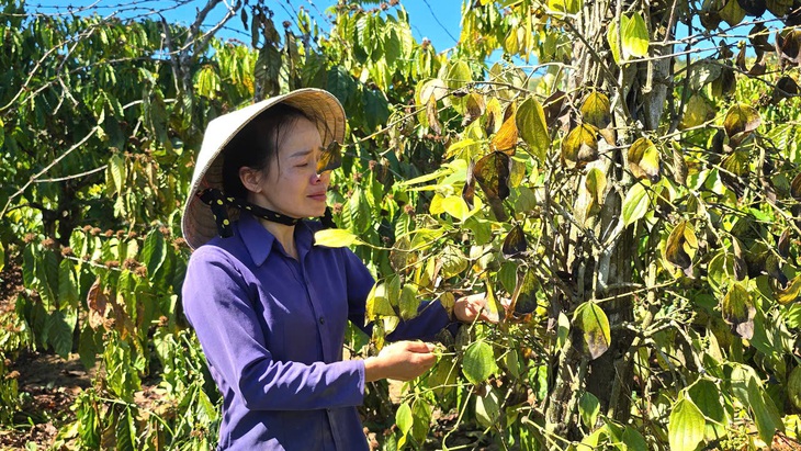 Hàng trăm trụ tiêu, cà phê của dân bị kẻ gian chặt phá - Ảnh 1.