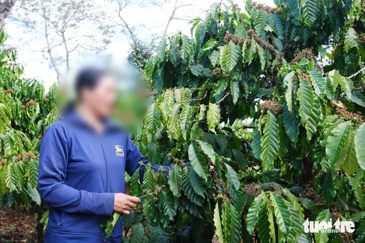 Vụ thu bảo hiểm bằng cà phê: Xin ý kiến Tổng công ty Cà phê Việt Nam - Ảnh 1.