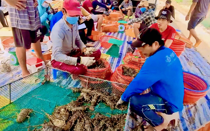 Vì sao Trung Quốc giảm nhập một nửa tôm hùm Canada, tăng gấp đôi mua của Việt Nam? - Ảnh 4.