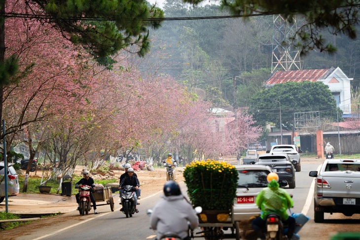 Kon Tum muốn biến Măng Đen thành thị trấn mai anh đào - Ảnh 1.