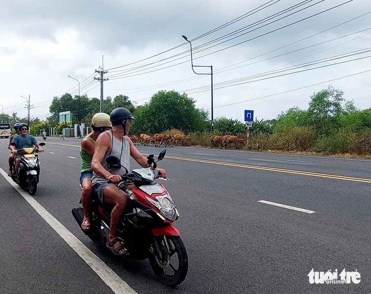 Bò thả rông đi lang thang trên đường ở Phú Quốc - Ảnh 2.