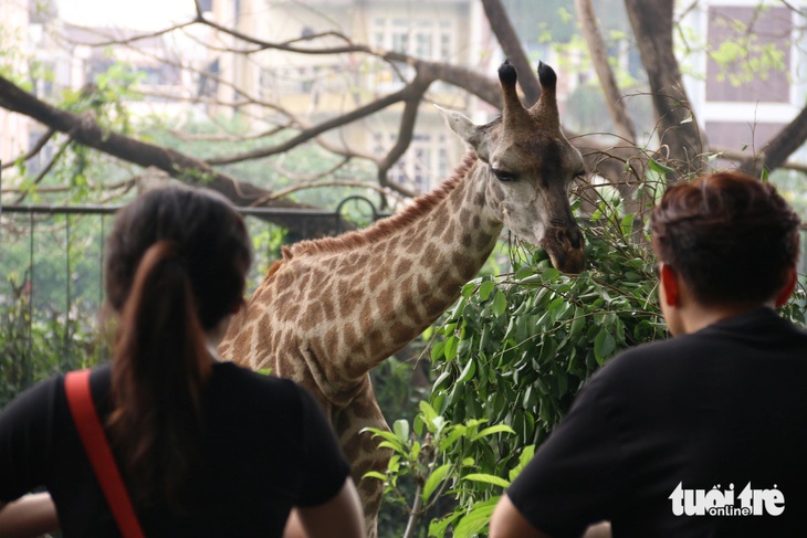 'Gia đình hươu cao cổ' tại Thảo cầm viên có thêm thành viên mới - Ảnh 4.