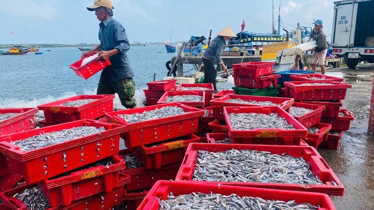 Cá cơm xuất hiện bất thường ở Cù Lao Chàm, ngư dân trúng đậm chỉ sau một đêm - Ảnh 1.