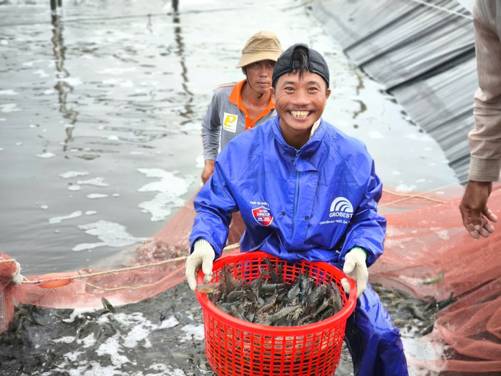 Giá tôm Bến Tre tăng gấp đôi, lên 210.000 đồng/kg - Ảnh 1.