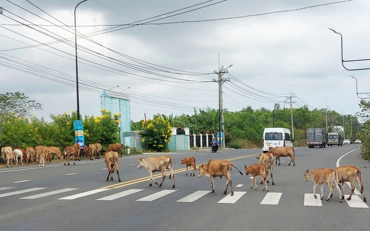 Xử lý tình trạng chăn thả bò trong hành lang cao tốc Vĩnh Hảo - Phan Thiết - Ảnh 2.