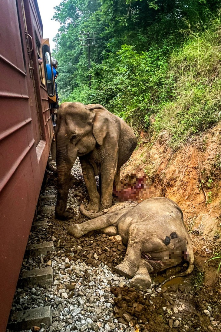 Tàu hỏa Sri Lanka trật bánh do đâm trúng voi, sáu con thiệt mạng - Ảnh 4.