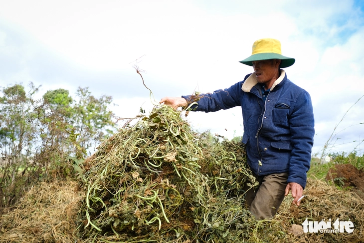 Xà lách, tần ô, rau muống… 'đồng giá' 1.000 đồng/kg, nông dân méo mặt - Ảnh 3.