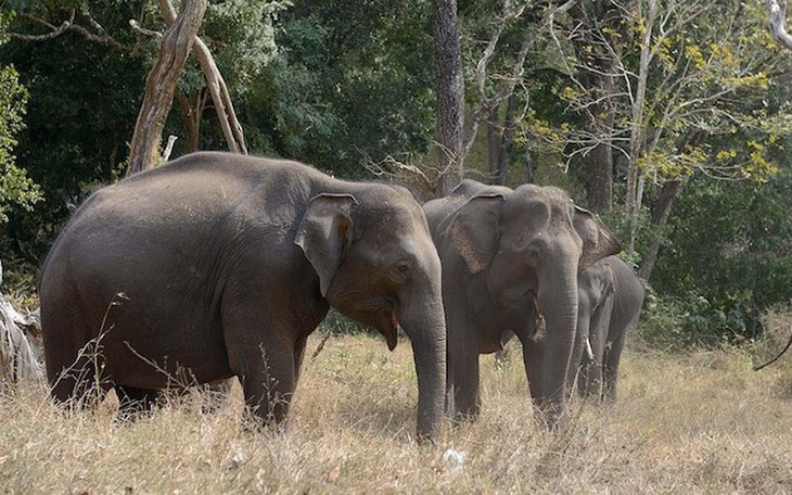 Tàu khách phanh gấp vẫn không kịp, 7 con voi chết trên đường ray Ấn Độ - Ảnh 2.