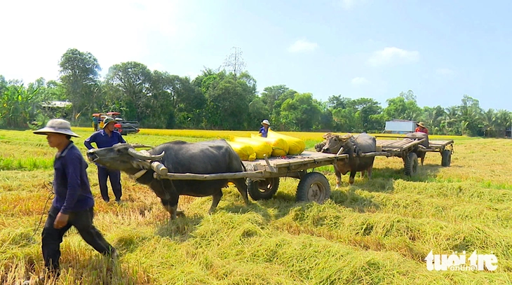 Cộ trâu hiếm hoi, đẹp như thơ trên đồng lúa chín miền Tây - Ảnh 2.