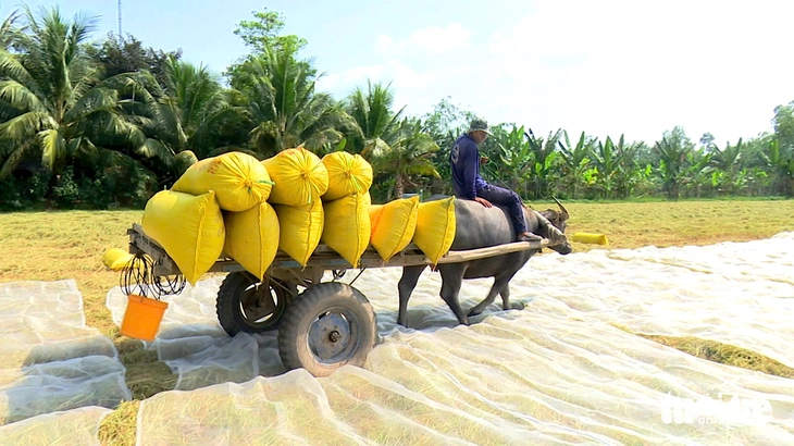 Cộ trâu hiếm hoi, đẹp như thơ trên đồng lúa chín miền Tây - Ảnh 3.