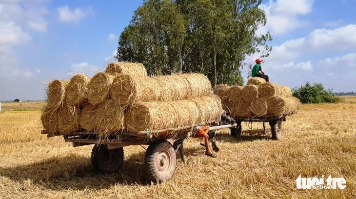 Cộ trâu hiếm hoi, đẹp như thơ trên đồng lúa chín miền Tây - Ảnh 5.