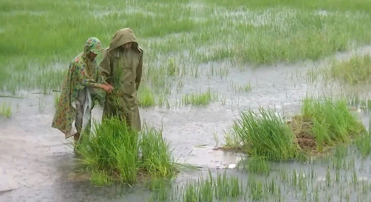 Đê bao chắn lũ làm mãi không xong, hơn 200ha lúa ngập nặng - Ảnh 3.