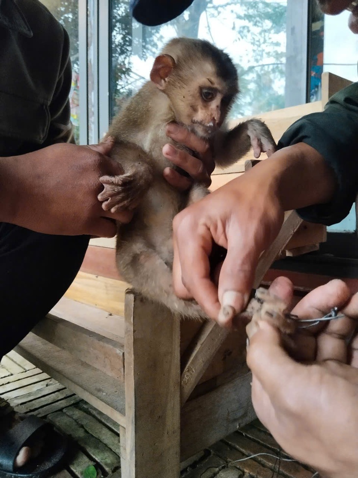 ‘Tiểu ngộ không’ quý hiếm mắc bẫy thợ săn, may mắn được nhân viên khu du lịch cứu giúp - Ảnh 1.