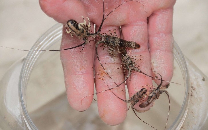 Người dân Đà Nẵng bắt cả tạ ốc bươu vàng, thu bộn tiền mỗi ngày - Ảnh 13.