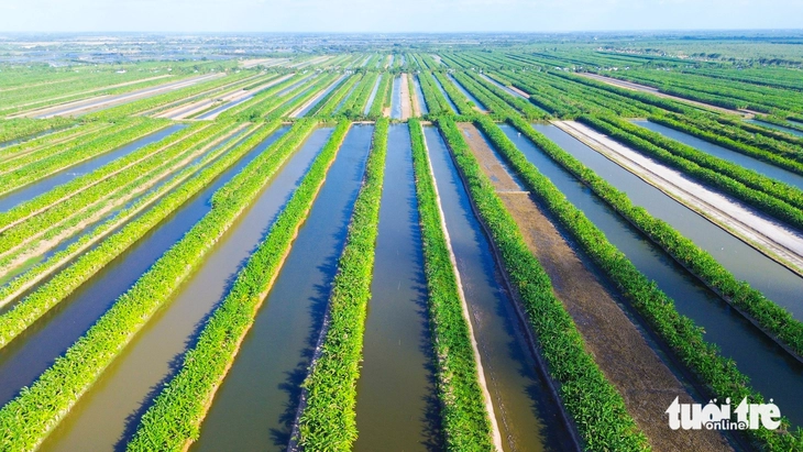 Nắng nóng， nước kênh ở vùng đệm U Minh Thượng cạn dần， dân có kế gì nuôi tôm càng xanh? - Ảnh 3.