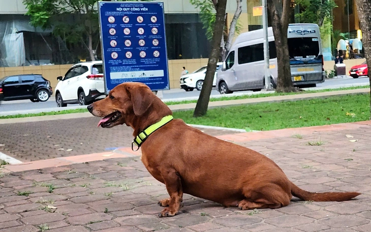 Ngang nhiên cho thuê vỉa hè; Thức ăn nước uống giá 'trên trời' ở sân bay - Ảnh 4.