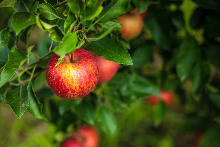 Bác sĩ nha khoa khuyên cách chọn cách ăn trái cây đúng để ngừa sâu răng - Ảnh 1. ngừa sâu răng - Ảnh 1.