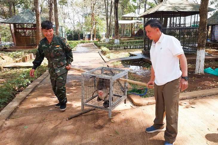 Đưa rùa, khỉ, trăn quý từ công viên về rừng tự nhiên - Ảnh 1.