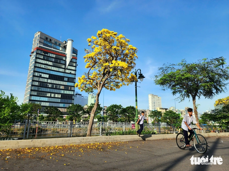 Hoa chuông vàng khoe sắc vàng rực bên kênh Tàu Hủ, quận 8 - Ảnh 9.