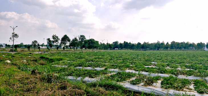 Khó đấu giá, Cần Thơ dành hai khu đất xây trường học - Ảnh 1.