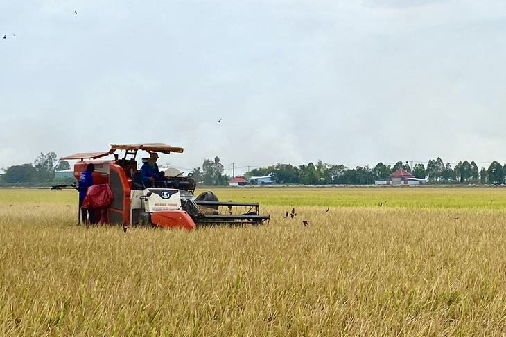 Agribank đẩy mạnh cho vay sản xuất, kinh doanh lúa gạo - Ảnh 1.