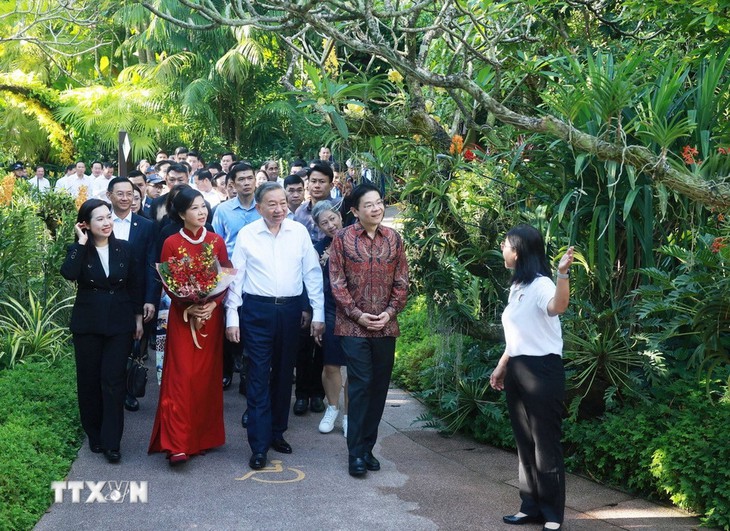 Singapore có loài hoa lan mới, tên 'Papilionanda Tô Lâm Linh Ly' - Ảnh 3.