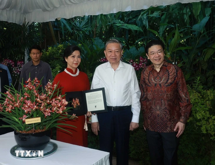 Singapore có loài hoa lan mới, tên 'Papilionanda Tô Lâm Linh Ly' - Ảnh 6.