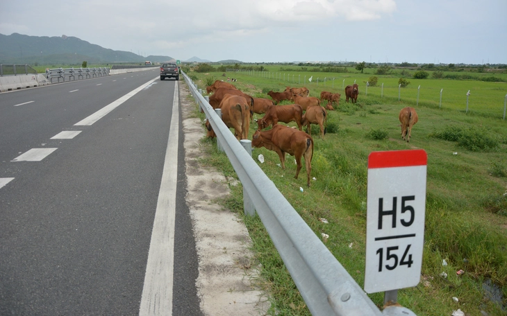 Xe tải làm rơi đàn bò trên cao tốc Vĩnh Hảo - Phan Thiết, nhiều vụ va chạm xảy ra - Ảnh 2.
