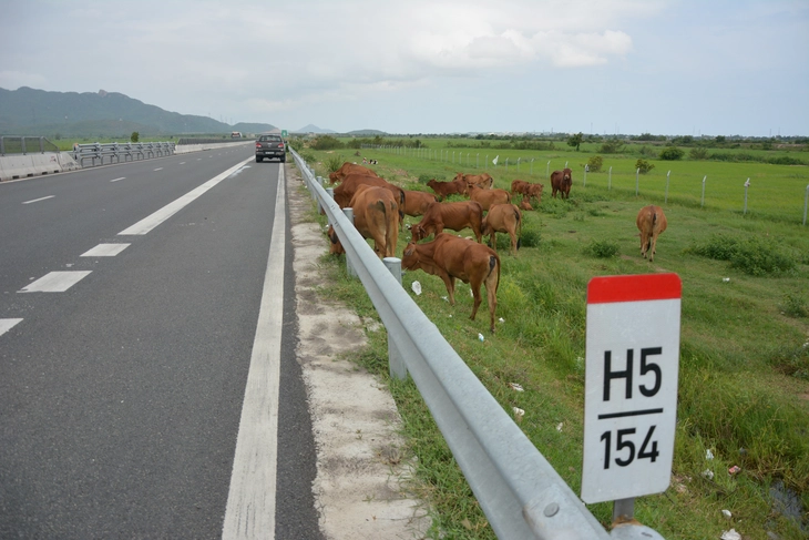 Nhức nhối nạn mở hàng rào, chăn thả gia súc trong hành lang cao tốc Vĩnh Hảo - Phan Thiết - Ảnh 1.