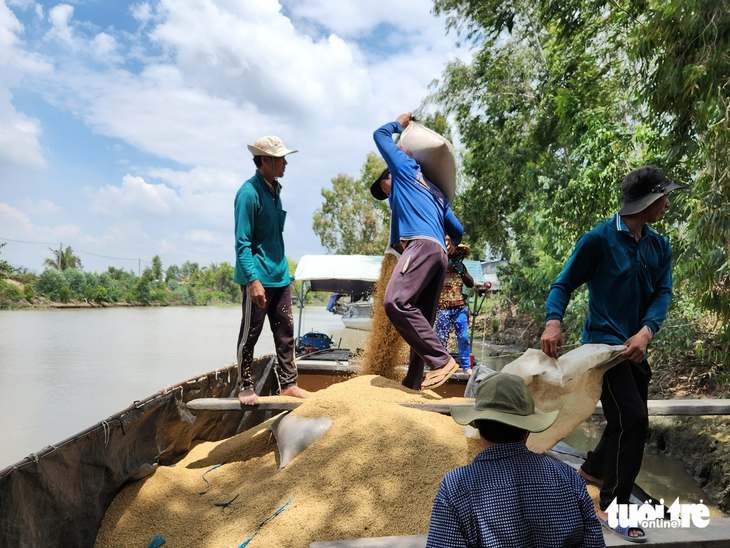 Ngân hàng ưu tiên nguồn vốn cho doanh nghiệp mua lúa đông xuân - Ảnh 2.