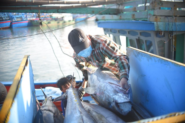 Xuất khẩu cá ngừ Việt Nam sang Anh tăng liên tục, nằm trong top các nhà cung cấp 'nặng ký'   - Ảnh 1.