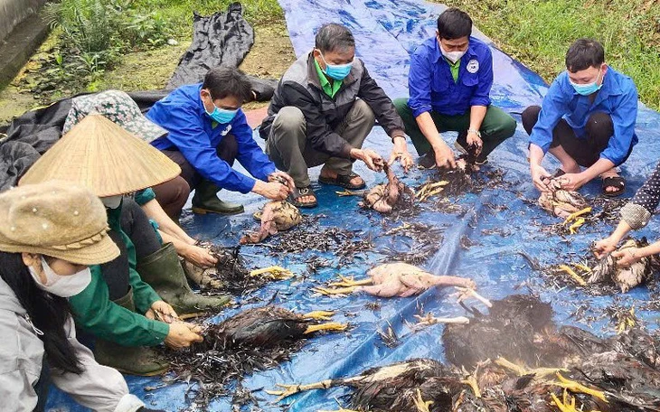 Chập điện làm gần 10.000 con gà nuôi trang trại ở Thanh Hóa bị chết ngạt - Ảnh 3.