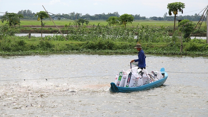 Giá cá tra giống tăng 'nóng' - Ảnh 1.