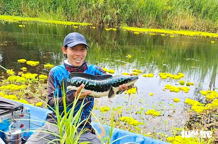 Khách mê câu cá lóc bông 'khủng' và ngắm bèo tai tượng nhuộm vàng ở vườn quốc gia U Minh Thượng - Ảnh 1.