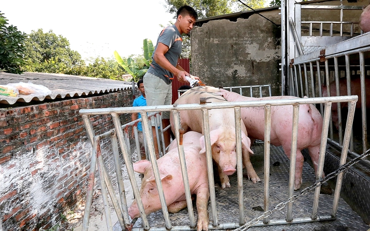 Giá heo giống tăng gấp ba, nhiều người nuôi thận trọng với việc tái đàn - Ảnh 2.