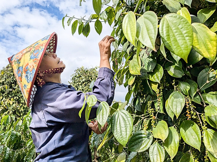 Hạn sớm, Tây Nguyên tất bật lo nước cho cây trái - Ảnh 2.