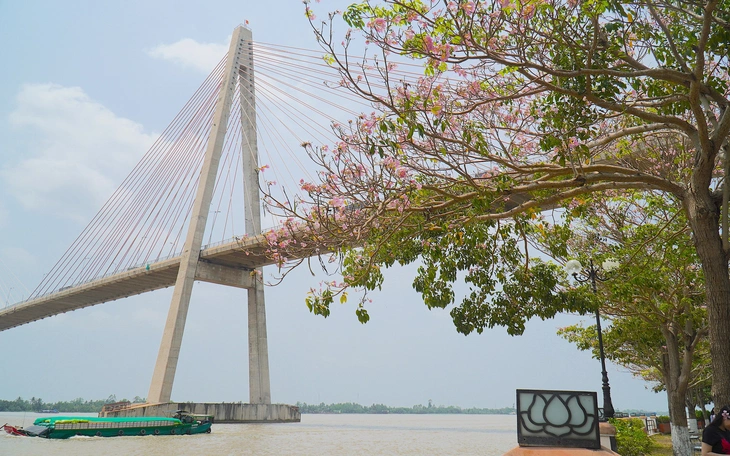 Hoa kèn hồng nở rộ, rực rõ nhiều tuyến đường ở TP.HCM  - Ảnh 2.