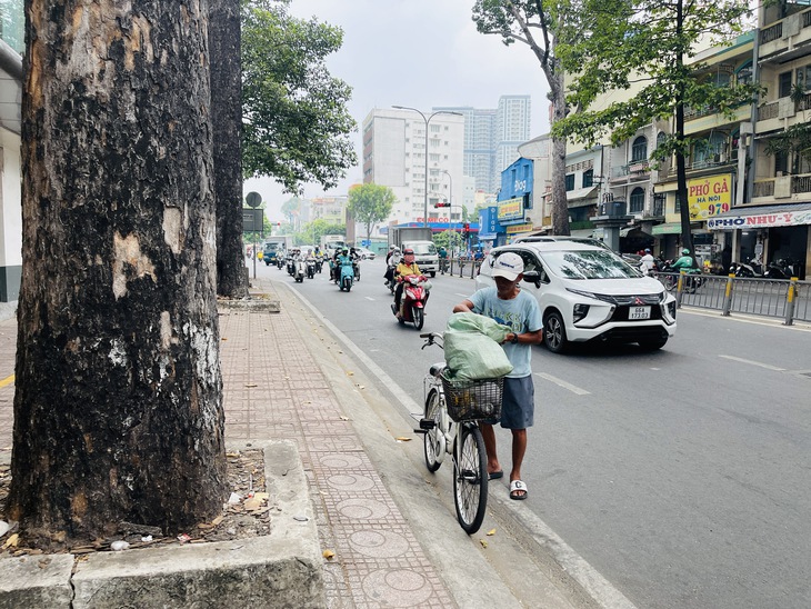 Thi công vỉa hè cắt luôn rễ cây xanh, phải chế tài nhà thầu - Ảnh 2.