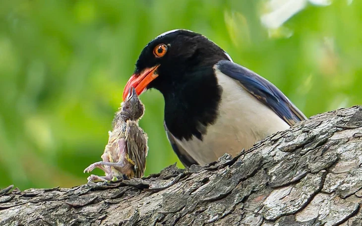 Linh miêu 'rửa' mồi trước khi ăn - hành vi lạ chưa từng thấy ở thú ăn thịt - Ảnh 3.
