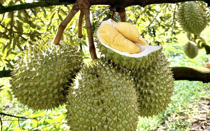 Sầu riêng bị kiểm tra nghiêm ngặt, xuất khẩu rau quả sang Trung Quốc giảm gần một nửa - Ảnh 2.