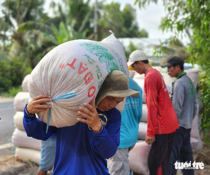 Mua tạm trữ lúa gạo: Nông dân mừng, doanh nghiệp được ‘tiếp sức’ - Ảnh 2.