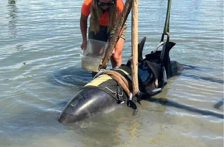 Màn giải cứu kịch tính chú cá heo 400kg lao lên thuyền cần thủ - Ảnh 1.