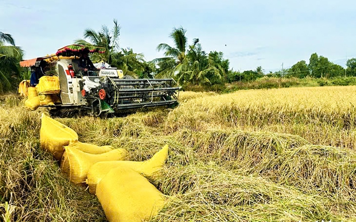 Ấn Độ mở cửa xuất khẩu gạo 100% tấm: Gạo Việt không bị ảnh hưởng nhiều? - Ảnh 2.