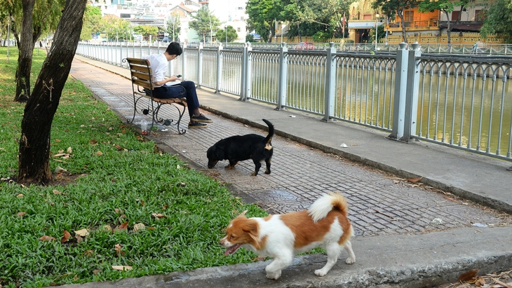 Dùng gậy đánh chó thả rông khi bị tấn công có vi phạm không? - Ảnh 1.