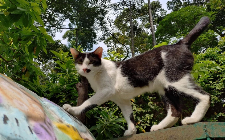 New Zealand muốn xóa sổ hoàn toàn mèo hoang, gọi đây là ‘những sát thủ máu lạnh’ - Ảnh 3.