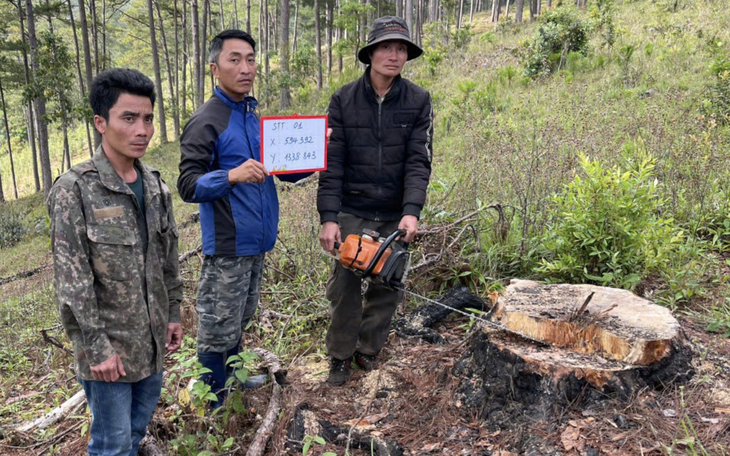 Hàng trăm cây thông lân cận Đà Lạt bị đầu độc - Ảnh 2.