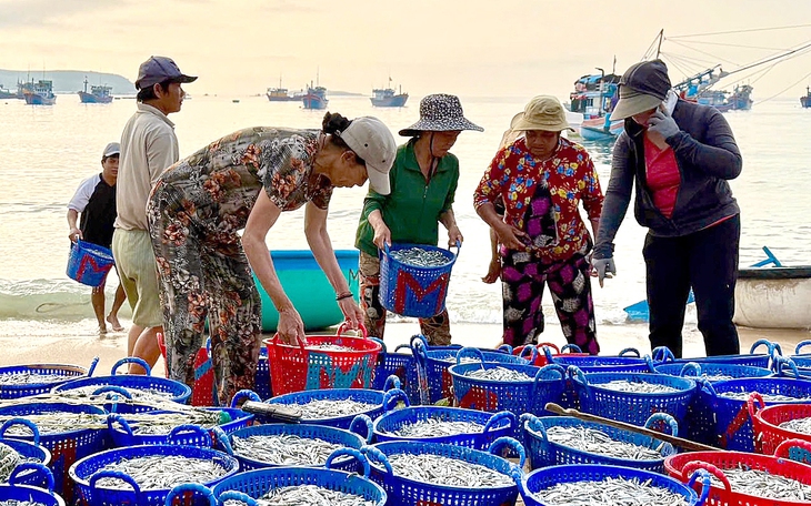 Ngư dân Quảng Trị trúng cá cơm, cảng cá nhộn nhịp từ sáng sớm - Ảnh 2.
