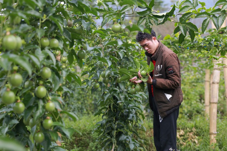 thanh long - Ảnh 1.