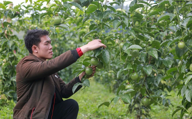 Vì sao Trung Quốc yêu cầu xét nghiệm dư lượng nhôm trong tổ yến xuất khẩu? - Ảnh 2.